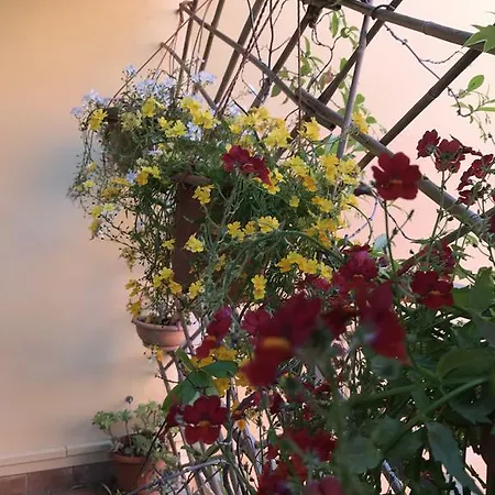 Lady Rose 2* Піза