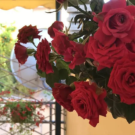 Lady Rose