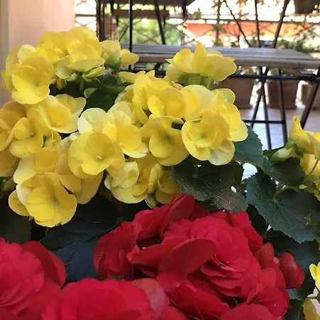 Lady Rose Отель типа 